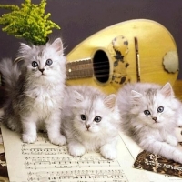 Musician cats