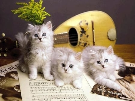 Musician cats - music, animal, kitten, cat