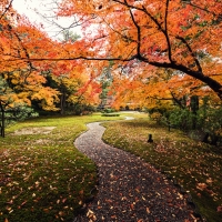 Nara Park in Autumn