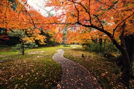 Nara Park in Autumn - path, japan, maple, tree, japanese, nature, park, nara, autumn