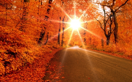 Lights Through the Trees - rays, nature, autumn, trees, forest, sun, leaves, road