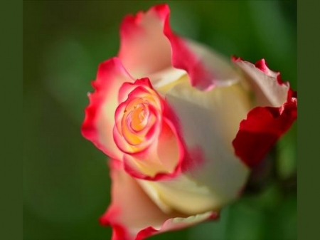 White and red - rose, white, flower, red