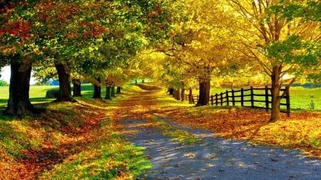 Autumn Alley - trees, nature, alley, yellow, autumn