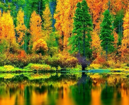 Autumn Reflection - trees, nature, autumn, hillside, forest, reflection