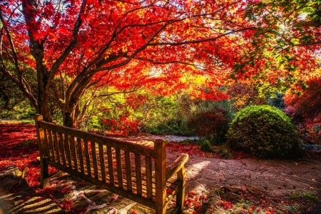 Autumn In Blue Mountains Botanic Garden - autumn, fall, trees, walkway, bench, plants, bushes