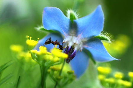 Blue flower - nature, blue, grazyna, flower, nowotna