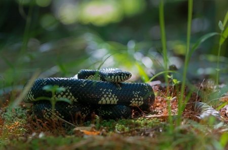 Eastern Kingsnake - snake, Eastern Kingsnake, forest, Chain Kingsnake, harmless, animal, Kingsnake, wild, Common Kingsnake