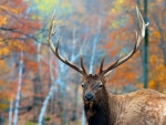 Elk