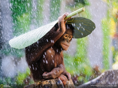 Orangutan In The Rain