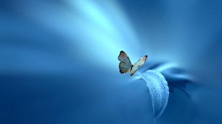 Blue - abstract, macro, blue, flower