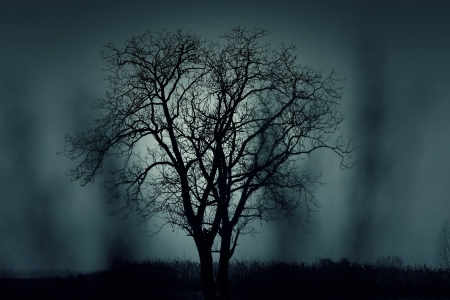 Trees in the Dark - nature, silhouette, trees, dark, black