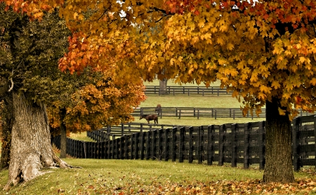 Autunm Colors - nature, tree, autumn, meadow