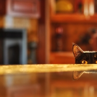 Spying Cat