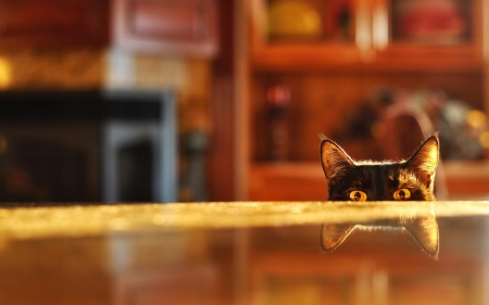 Spying Cat - Table, cute, Animal, Cat