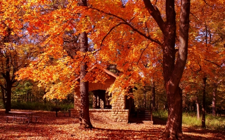 Autumn park - fall, branches, autumn, tree, park, foliage, leaves