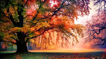 Colorful autumn tree - fall, colorful, branches, beautiful, autumn, tree, park, foliage