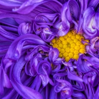 Chrysanthemum