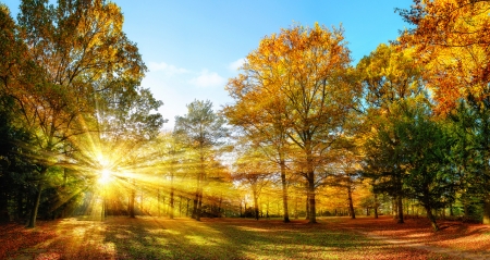 Fall Arrival - season, autumn, trees, sun, leaves, colors, sunrays