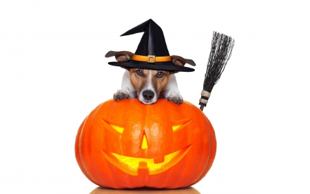 Happy Halloween! - funny, animal, cute, caine, halloween, pumpkin, white, witch, card, jack russell terrier, hat, orange, dog