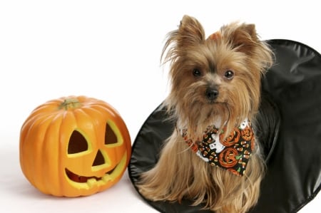 Happy Halloween! - hat, puppy, pumpkin, funny, black, caine, halloween, whierd, orange, card, cute, yorkshire terrier