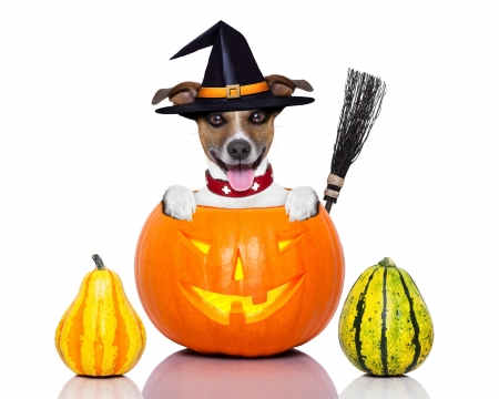 Happy Halloween! - funny, animal, cute, caine, pumpkin, white, card, jack russell terrier, hat, orange, dog