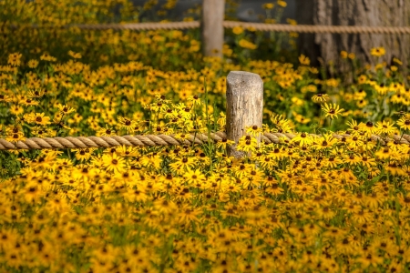 Flowers - nature, leaf, Flowers, tree