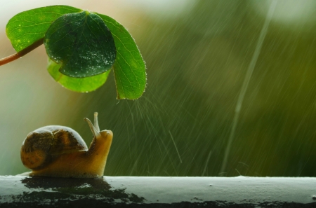 Snail under a leaf - animal, nature, leaf, snail