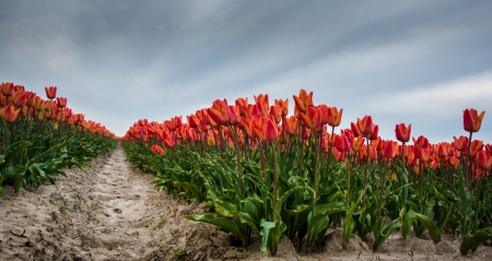 Tulip Field - Field, nature, Tulip, tree