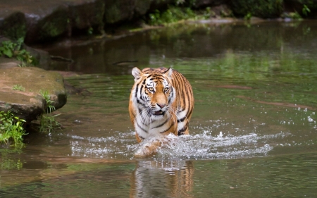 Tiger - jungle, animal, Tiger, water