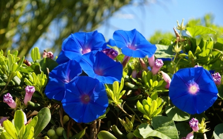 Flowers - cloud, flower, grass, blue