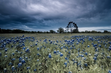 Flower Field - field, flower, tree, nature