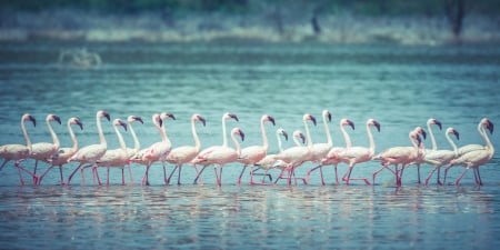 Flamingo - nature, water, bird, flamingo