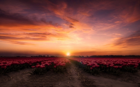 Flower Field - sky, field, sunset, flower