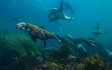 Sealion - animal, ocean, water, Sealion