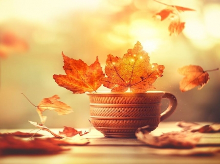 Still Life - Light, Autumn, Cup, Leaves, Golden, Fall, Orange