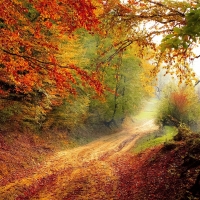 Autumn Road