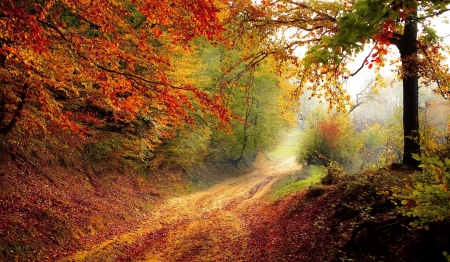 Autumn Road - trees, road, landscape, morning, forest, fall, nature, autumn, lights