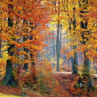 Autumn Forest