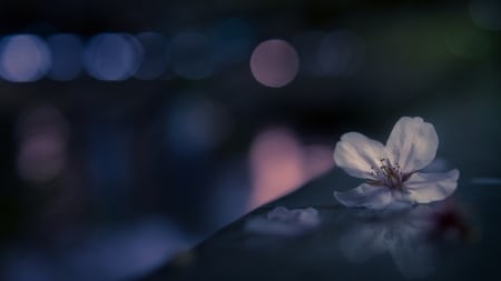 Sakura blossom - blossom, abstract, blue, flower