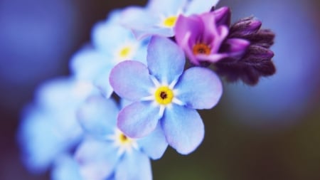 Beautiful Flowers - flowers, petals, nature, bloom