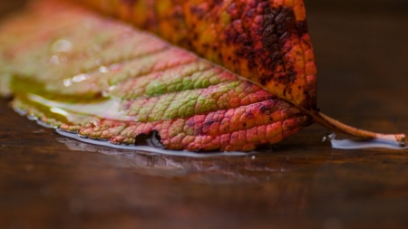 Leaf - leaf, nature, water, macro