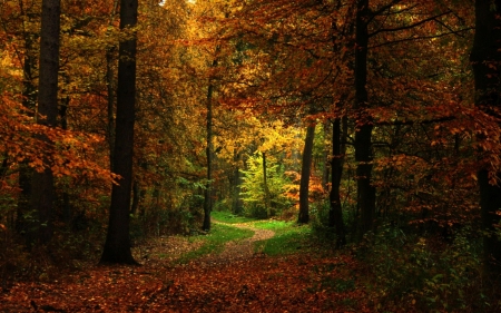 Fall Colors - trees, season, autumn, light, leaves