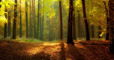 Autumn forest - sunlight, trees, branches, beautiful, autumn, forest, foliage, leaves