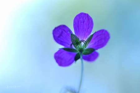 Flower - nature, grazyna, nowotna, violet, flower