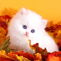 Teacup persian kitten