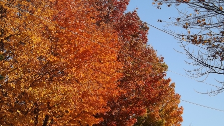 Colors of Fall, 2016 - fall beauty, reds and golds, Western MA autumn, 2016 autumn