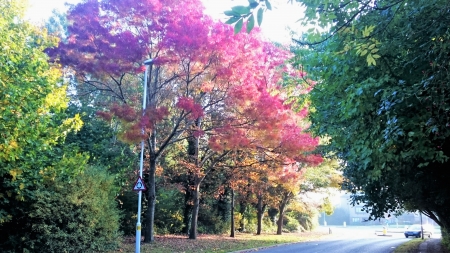 Autumn Colours. - Trees, Autumn, Nature, Fall