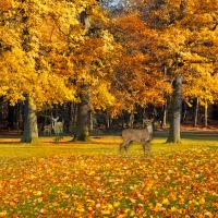 Deer in Park