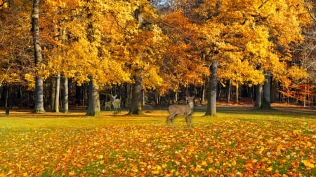 Deer in Park - fall, buck, doe, trees, fawn, autumn, deer, leaves