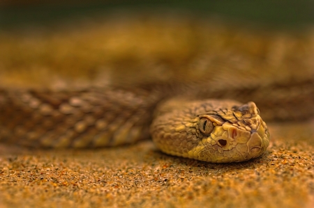 Snake - animal, reptile, wild, Snake